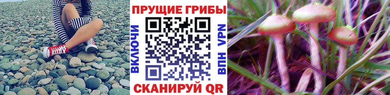 Псилоцибиновые грибы ЛСД  наркота  Приморск 